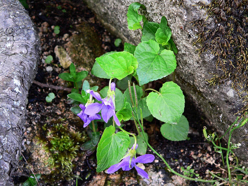 Viola reichenbachiana in Sardegna